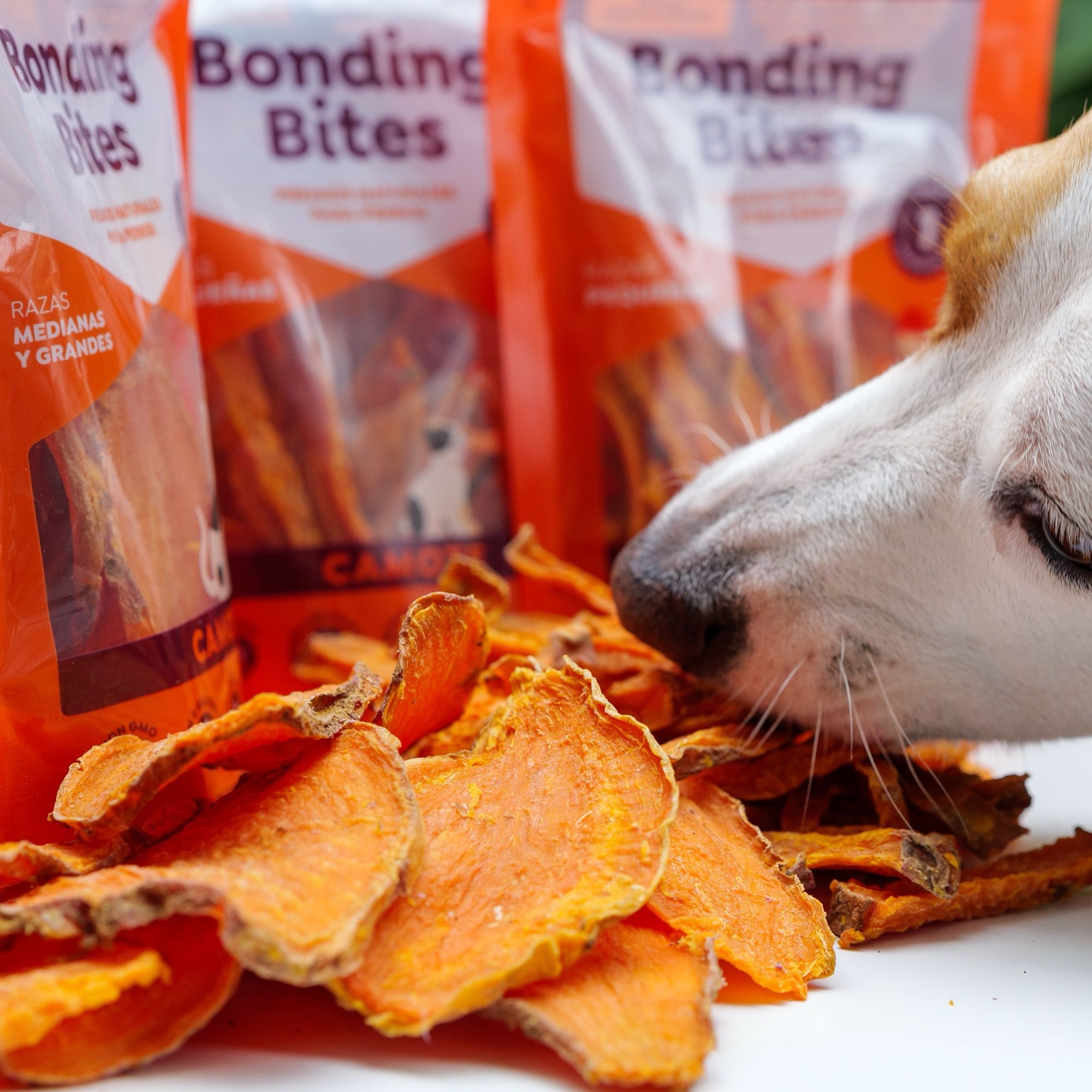 Rodajas de camote Bonding Bites sobre la mesa, junto a las bolsas, y un perro que las huele